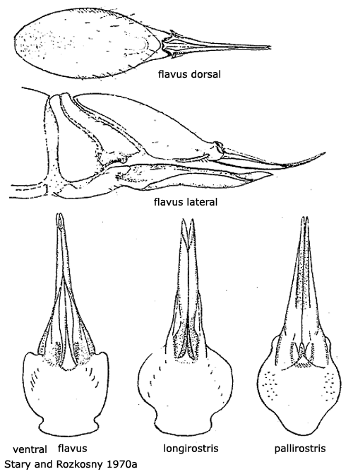 ovipositor