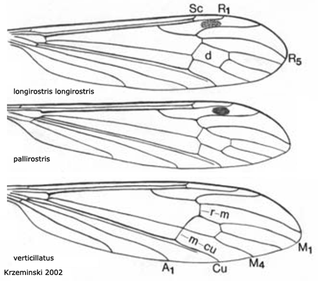 wing