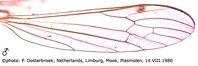 wing