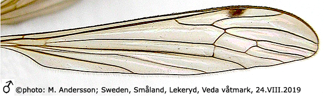 wing