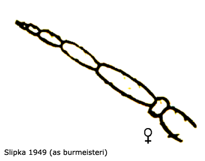 body part(s) - antenna
