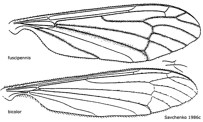 wing