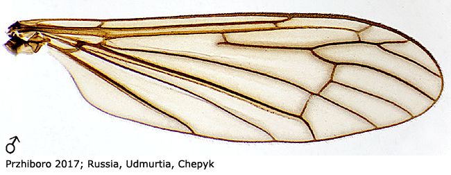 wing
