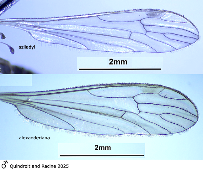 wing