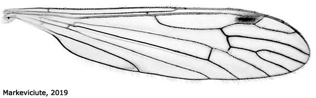 wing