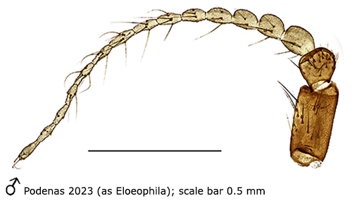 body part(s) - antenna