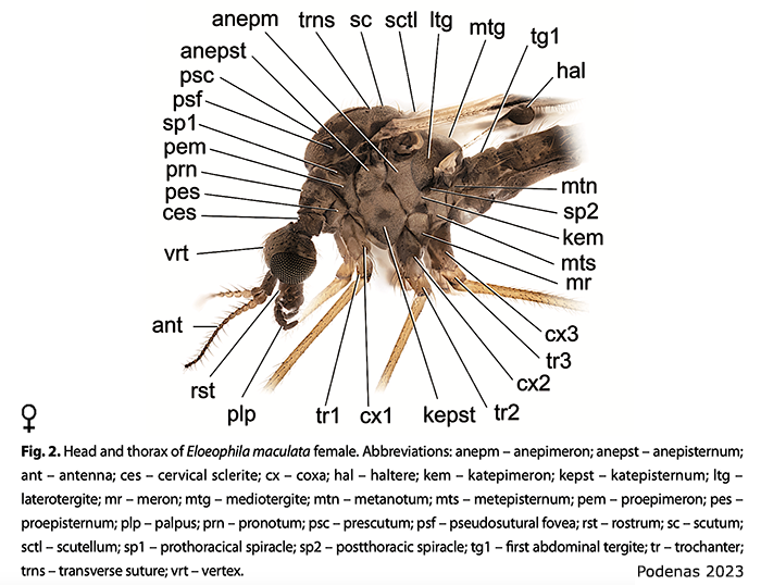 body part(s) - thorax