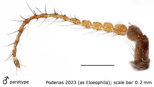 body part(s) - antenna