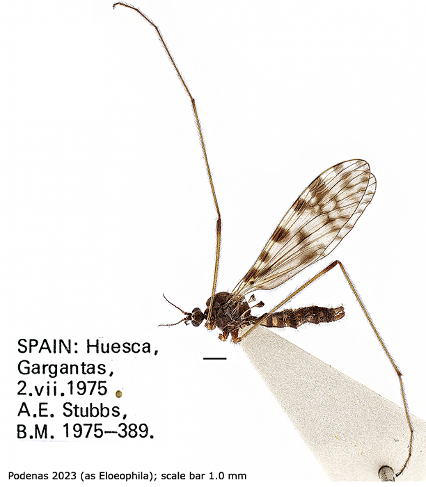 habitus - male