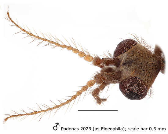 body part(s) - head and antenna