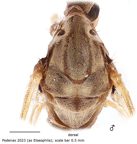 body part(s) - thorax