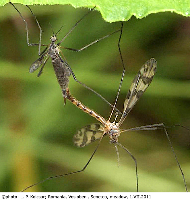 habitus - copula