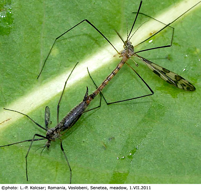 habitus - copula