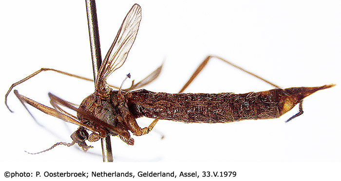 habitus - female