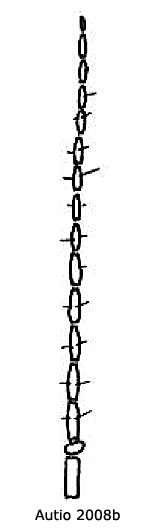 body part(s) - antenna