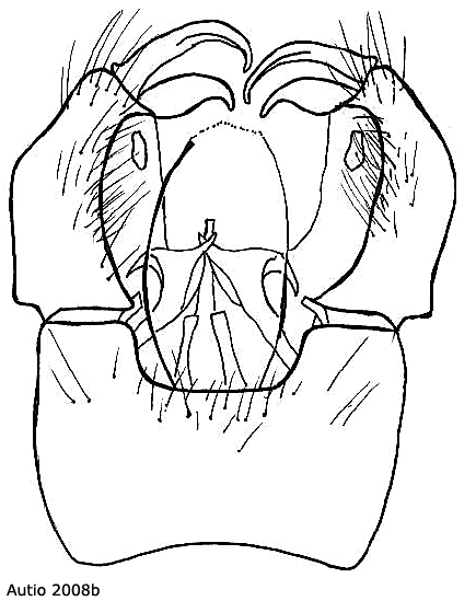hypopygium