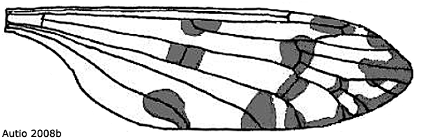 wing