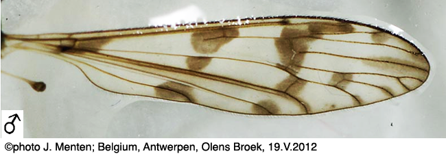 wing