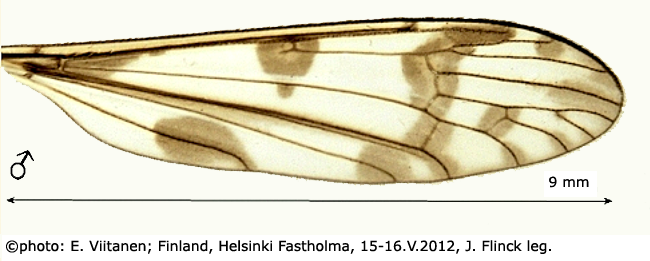 wing