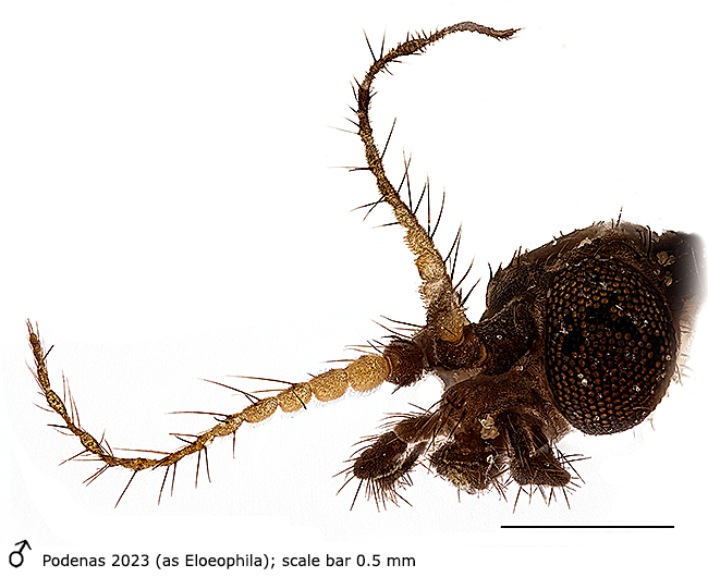 body part(s) - head and antenna