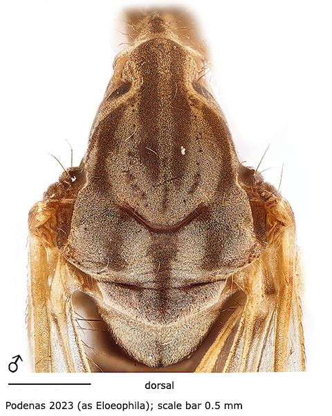 body part(s) - thorax