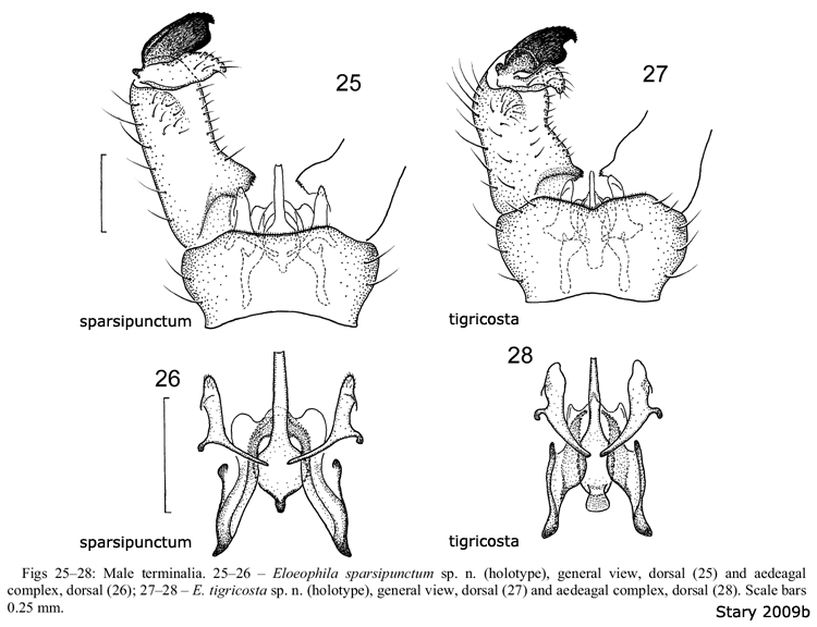 hypopygium