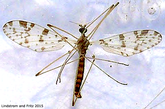 habitus - male