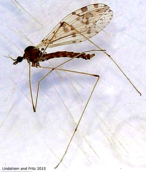 habitus - male
