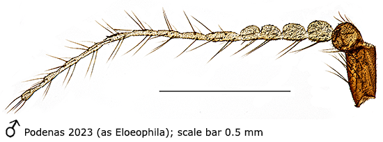 body part(s) - antenna