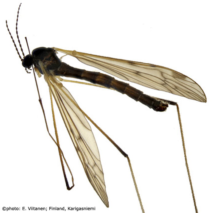 habitus - male
