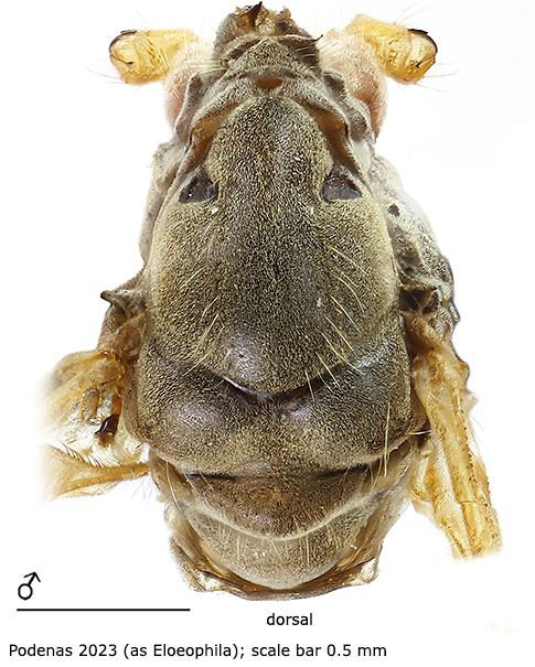 body part(s) - thorax