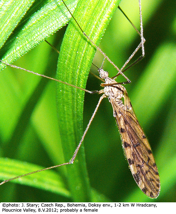habitus - female