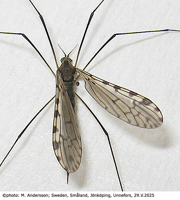 habitus - female