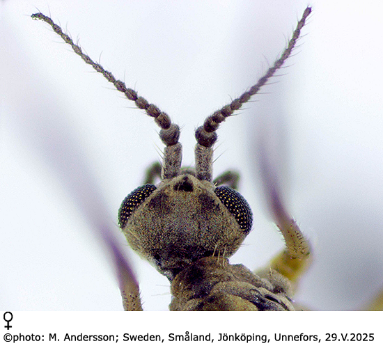 body part(s) - head and antenna