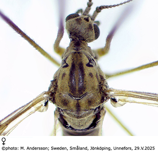 body part(s) - head and thorax