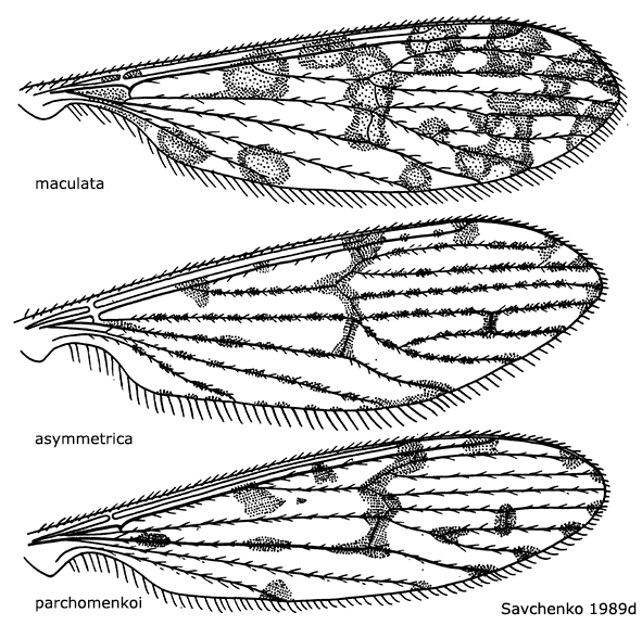 wing
