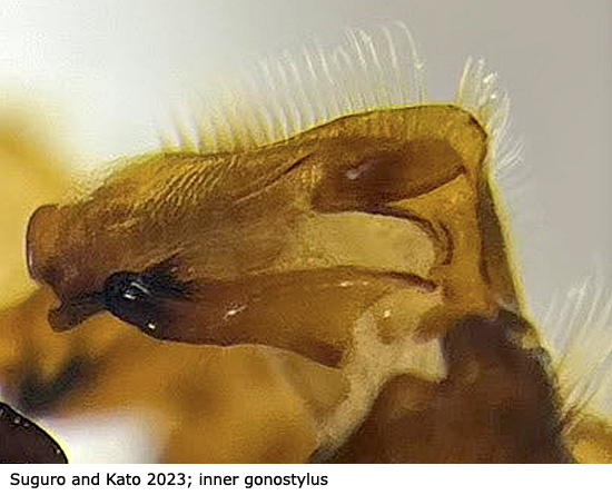 hypopygium