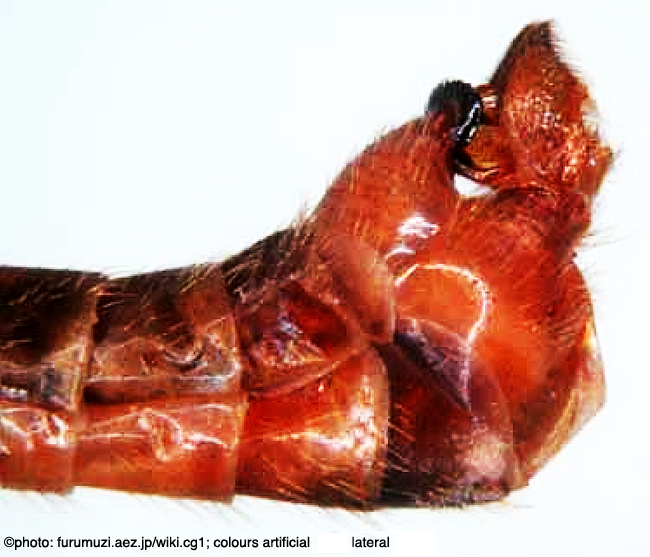 hypopygium