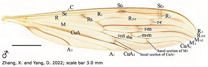 wing
