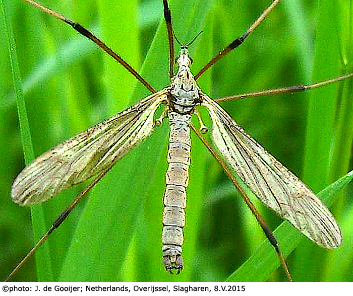 habitus - male