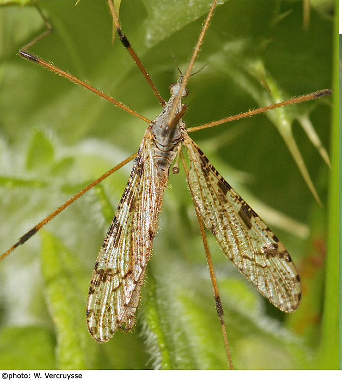habitus - male