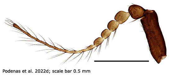body part(s) - antenna