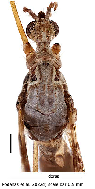 body part(s) - head and thorax