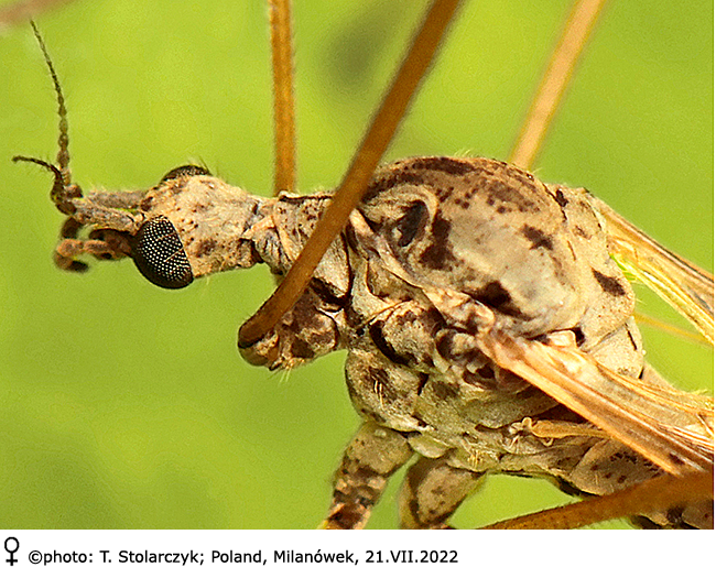 body part(s) - head and thorax