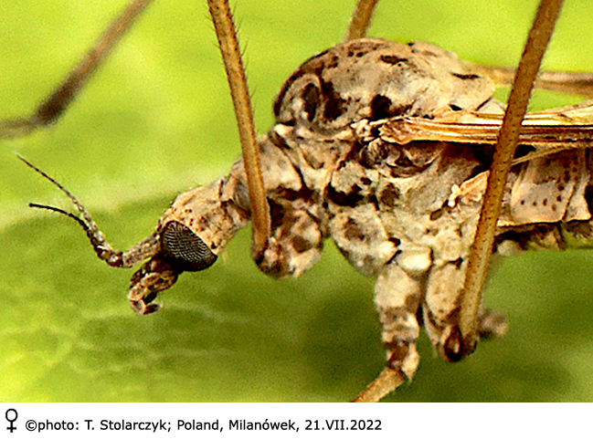 body part(s) - head and thorax