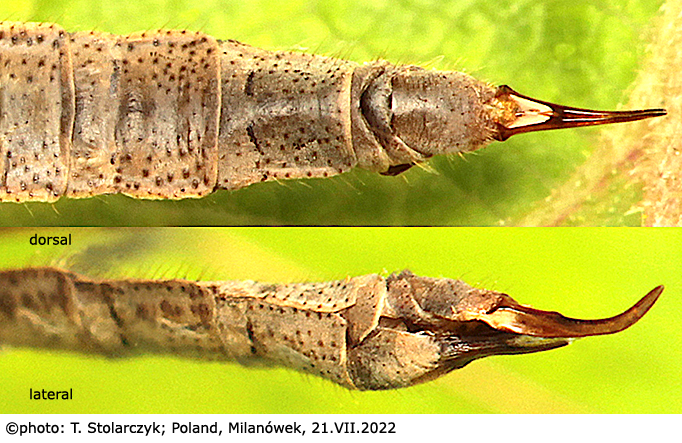 ovipositor