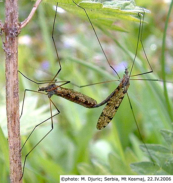 habitus - copula
