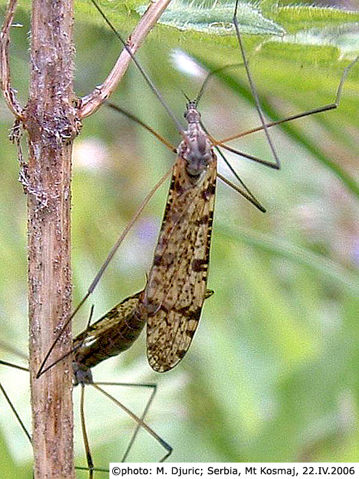 habitus - copula