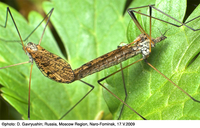 habitus - copula
