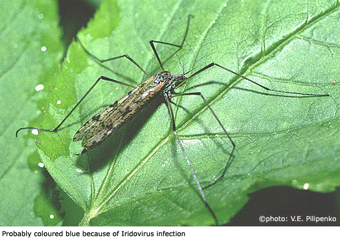habitus - female